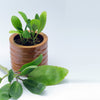 Pathar Chata Plant (Kalanchoe pinnata | Bryophyllum pinnatum) Nature's Stone Dissolvers — Zakhm-e-Hayaat