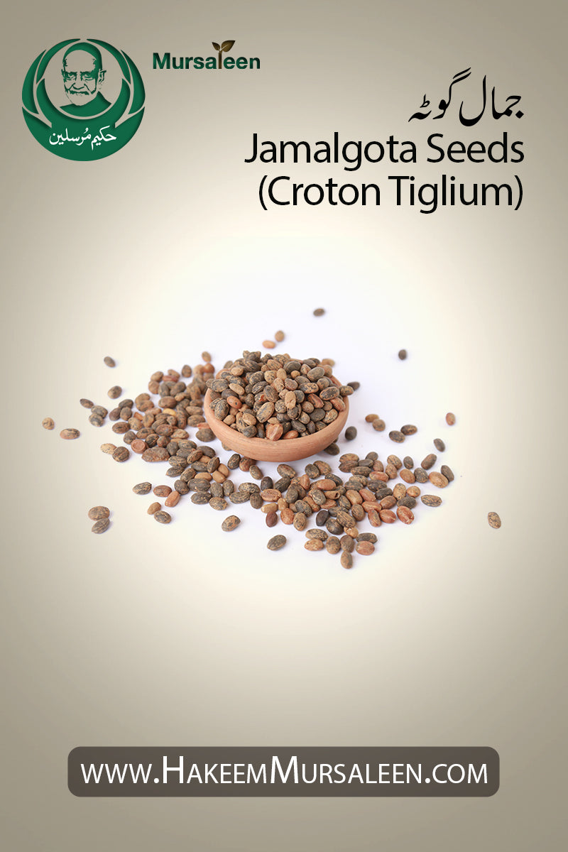 Jamalgota Seeds Croton Tiglium