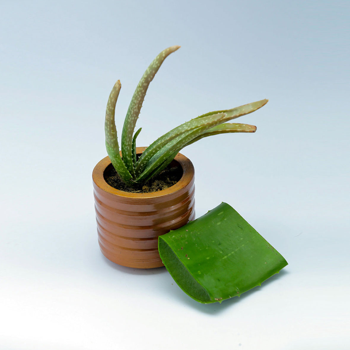 Aloe Vera Plant (Aloe barbadensis miller) The Plant of Immortality — Kumari | Sibr